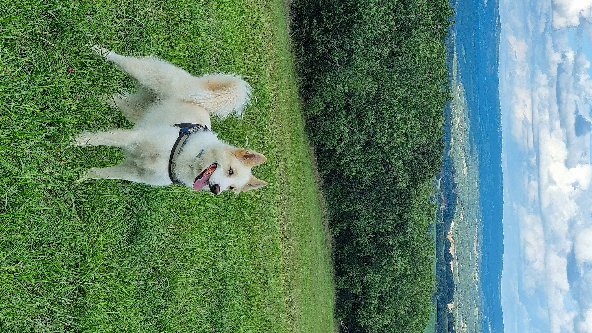 Atka participe au concours pour gagner de l'argent avec cette photo : carnivore, cloud, companion_dog, dog, dog_breed, grass, grassland, green, landscape, leisure, pasture, plant, shrub, sky, sporting_group, tail, toy_dog, tree