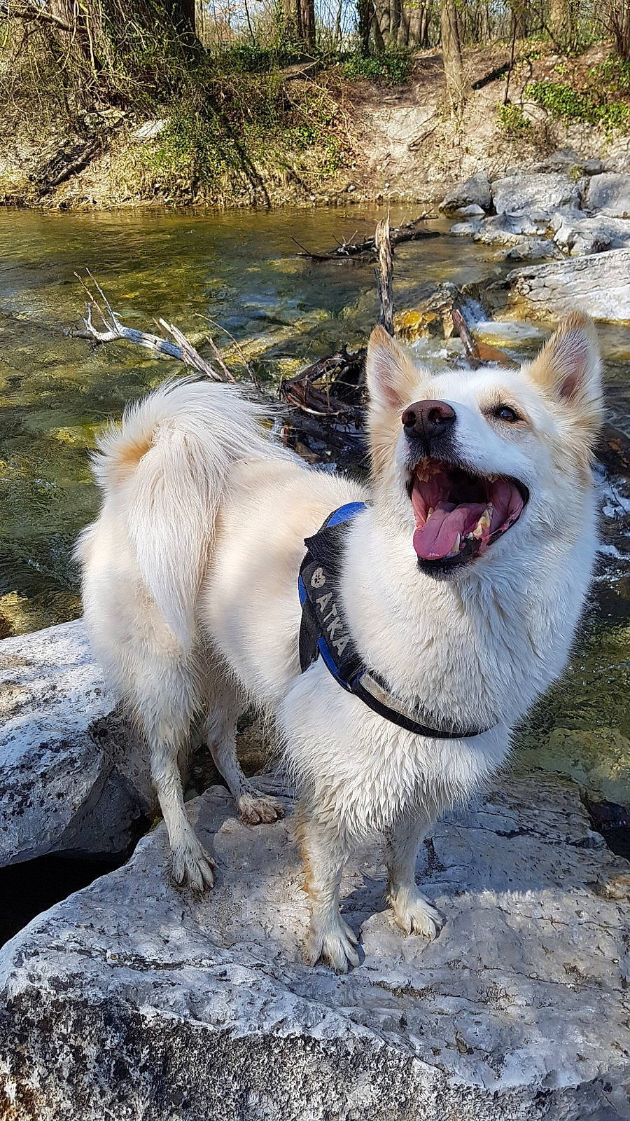 Atka a rejoint le concours — aidez-le/la à gagner de superbes lots ! adventure, carnivore, collar, companion_dog, dog, dog_breed, dog_collar, fang, fashion_accessory, fawn, fur, herding_dog, leash, pet_supply, plant, snout, spitz, sporting_group, tail, water