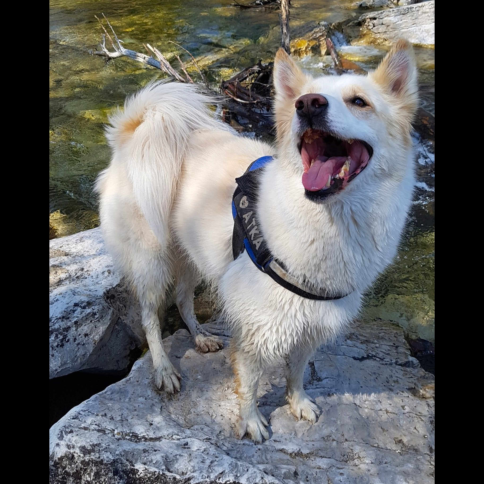 Atka