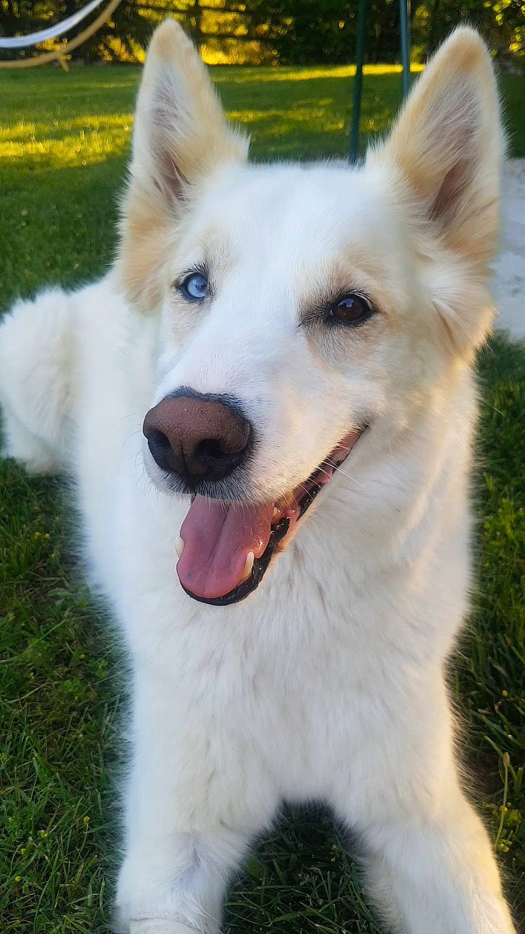 Atka participe au concours pour gagner de l'argent avec cette photo : canidae, carnivore, collar, companion_dog, dog, dog_breed, dog_collar, eye, fang, fawn, fur, grass, herding_dog, jaw, plant, snout, sporting_group, terrestrial_animal, whiskers, working_animal