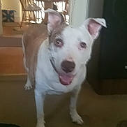 Sophie is registered to the contest to win money with this photo: animal, blurred, brown_and_white, canine, carpet, chair, dog, domestic_animal, ears, friendly, furniture, happy, home, indoor, living_room, mouth_open, pet, smiling, standing, table