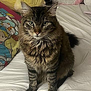 Prince is registered to the contest to win money with this photo: cat, tabby, fluffy, bed, white_bedspread, pillow, colorful_pillow, cartoon_character, indoor, pet, feline, portrait, sitting, looking_at_camera, whiskers, ears, fur, cozy, cute, domestic_animal