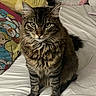cat, tabby, fluffy, bed, white_bedspread, pillow, colorful_pillow, cartoon_character, indoor, pet, feline, portrait, sitting, looking_at_camera, whiskers, ears, fur, cozy, cute, domestic_animal
