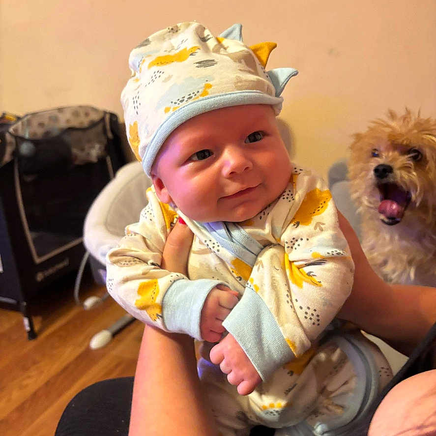 Gryder joined the competition — help win amazing prizes! animal, baby, child, cozy, cute, dinosaur_outfit, dog, expression, flooring, furniture, hand, hat, holding, indoor, infant, person, pet, playpen, smile, wood_floor