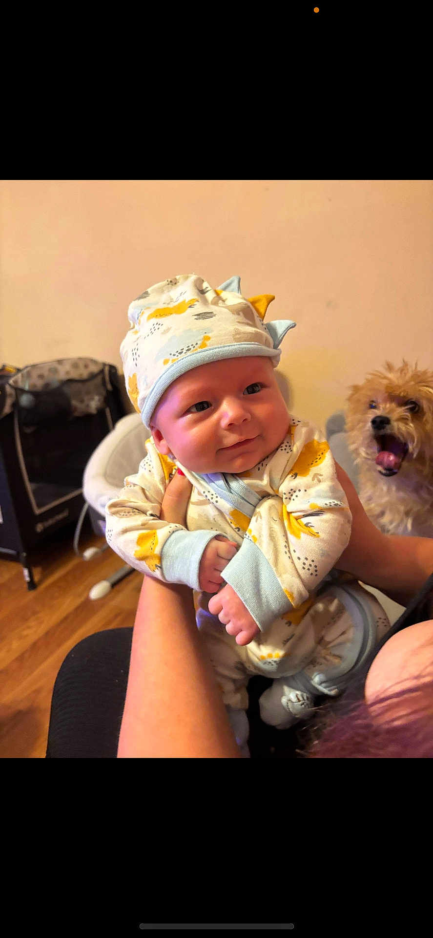 Gryder joined the competition — help win amazing prizes! baby, infant, child, person, dinosaur_outfit, hat, hand, dog, pet, animal, indoor, flooring, wood_floor, furniture, playpen, smile, cute, expression, holding, cozy