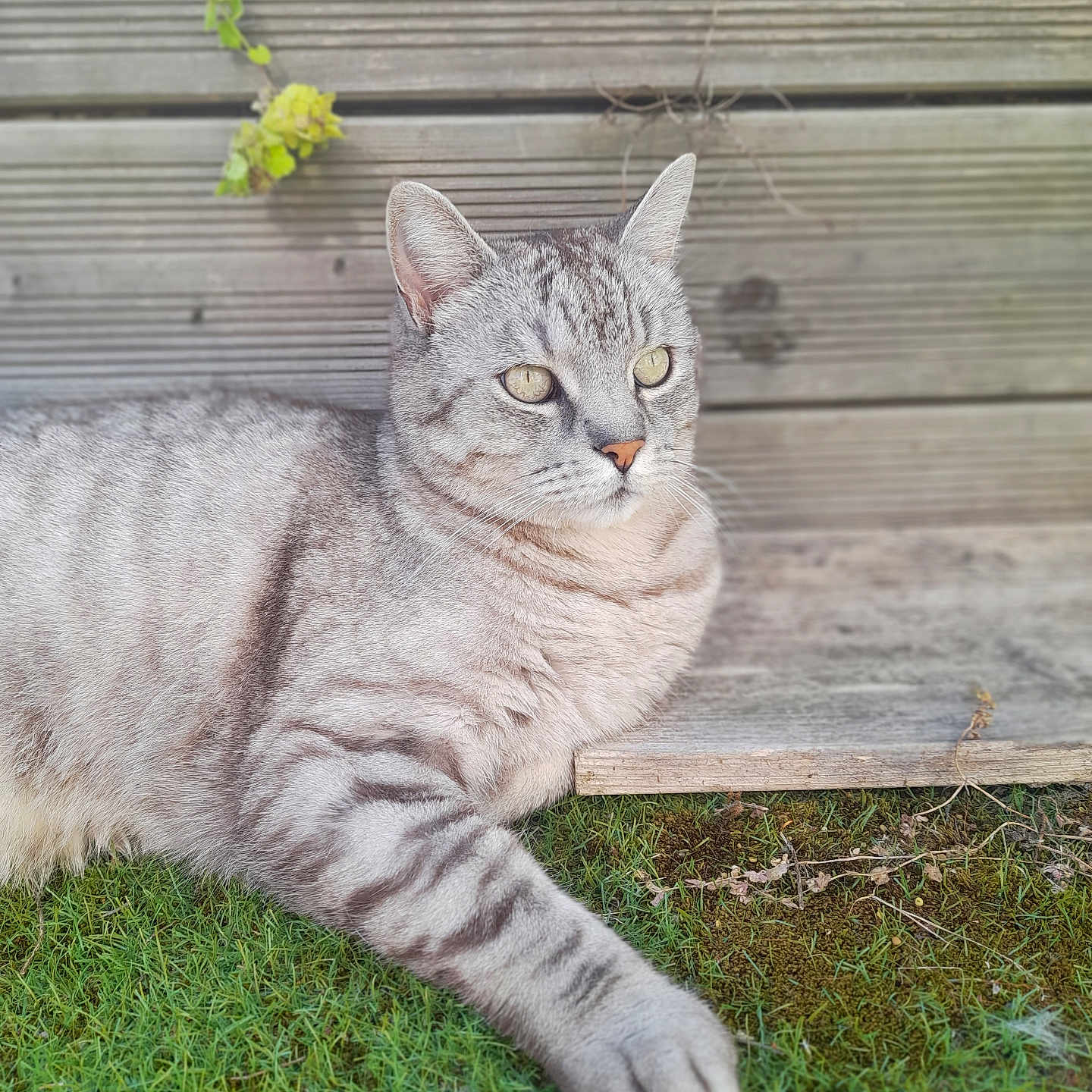 Grizou participe au concours pour gagner de l'argent avec cette photo : abyssinian, animal, architecture, backyard, building, cat, egyptiancat, grass, hardwood, kitten, lawn, manx, nature, outdoors, pet, plant, plywood, slate, wood, yard