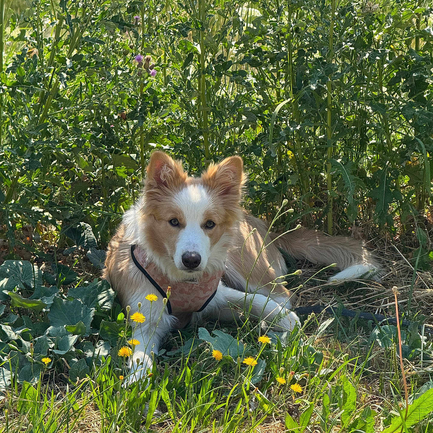 Bella