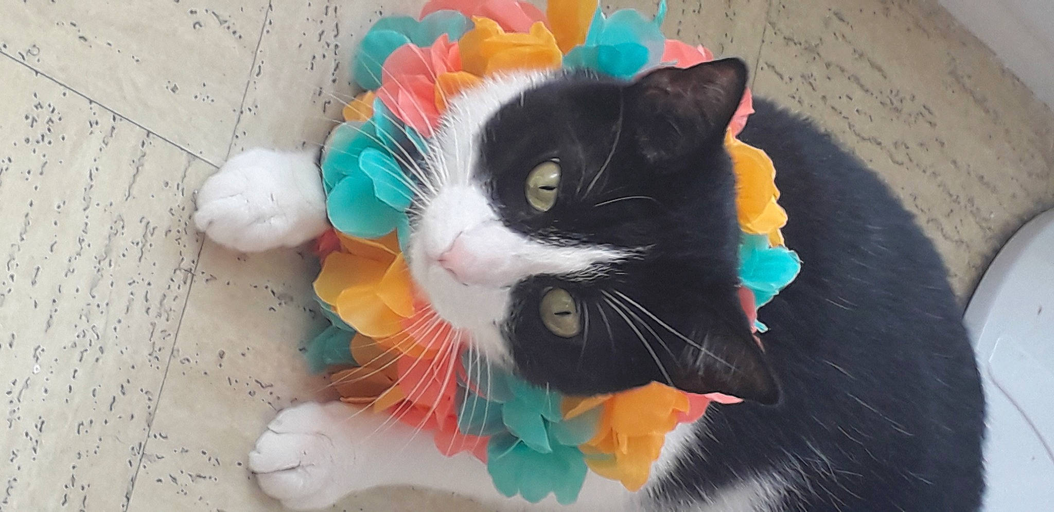 Plum participe au concours pour gagner de l'argent avec cette photo : art, carnivore, cat, comfort, creative_arts, domestic_short_haired_cat, felidae, fur, human_body, iris, paint, paw, small_to_medium_sized_cats, snout, tail, terrestrial_animal, toy, visual_arts, whiskers, window