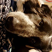 Stormi J joined the competition — help win amazing prizes! animal, blanket, close_up, cozy, cute, dog, domestic_animal, eye, face, fur, indoor, lying_down, mammal, nose, patterned_fabric, pet, relaxed, resting, soft, whiskers