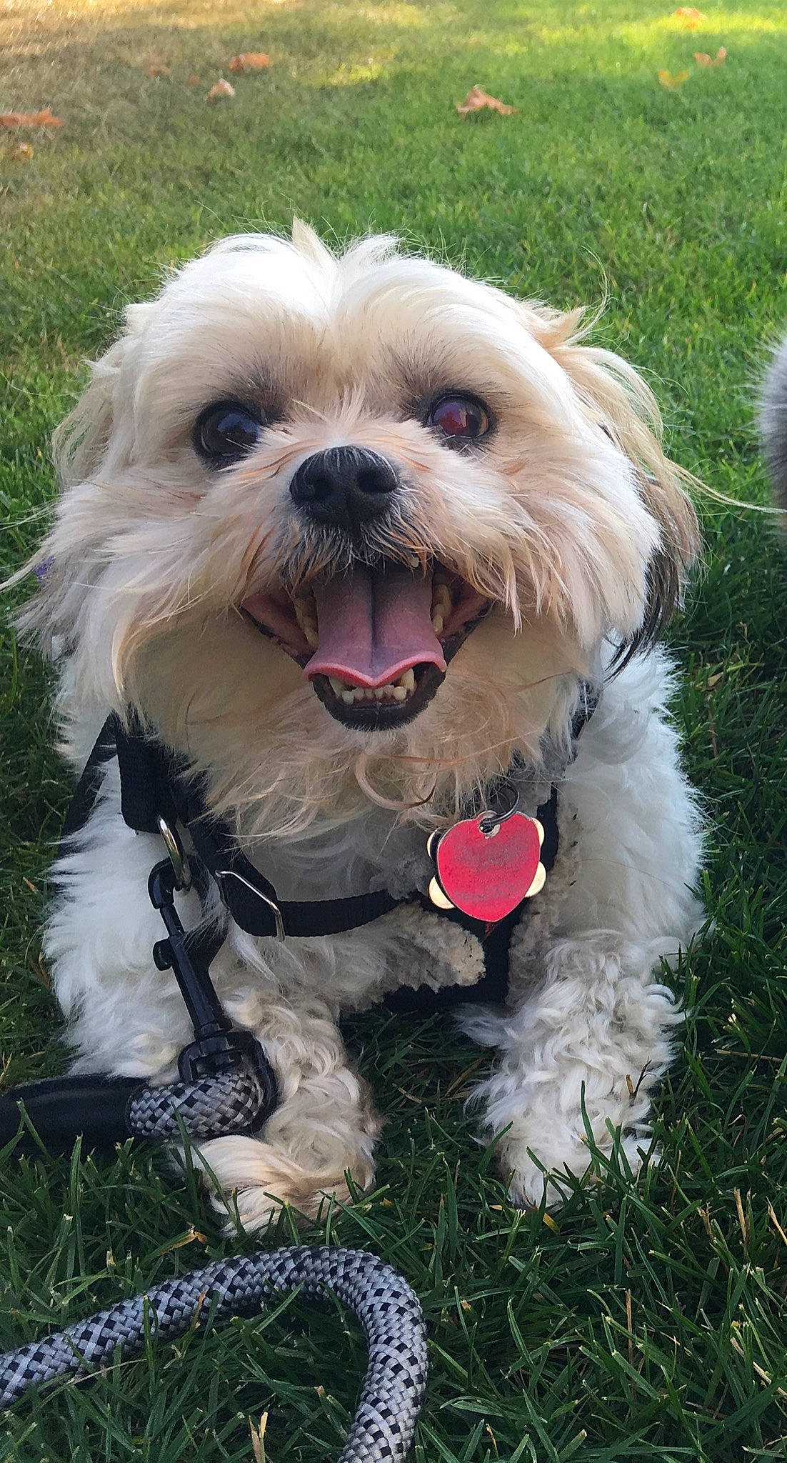 Keenei is registered to the contest to win money with this photo: canidae, carnivore, chinese_imperial_dog, companion_dog, dog, dog_breed, lhasa_apso, lowchen, maltepoo, maltese, mammal, morkie, pekapoo, poodle_crossbreed, schnoodle, shih_tzu, snout, terrier, tibetan_terrier, vertebrate