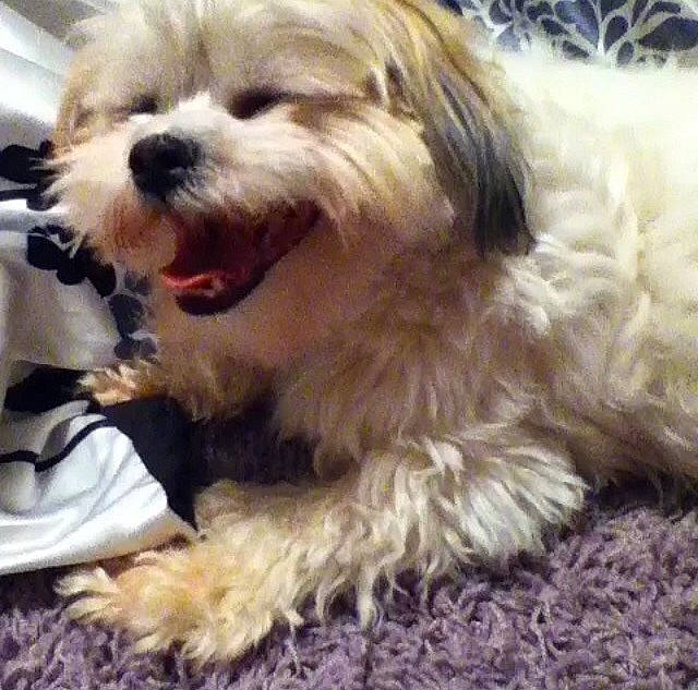 Keenei joined the competition — help win amazing prizes! bolonka, canidae, carnivore, chinese_imperial_dog, companion_dog, dog, dog_breed, havanese, kyi_leo, lhasa_apso, lowchen, maltepoo, maltese, mammal, morkie, puppy, shih_tzu, snout, tibetan_terrier, vertebrate