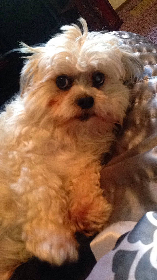 Keenei is registered to the contest to win money with this photo: bolonka, canidae, carnivore, cavachon, cavapoo, chinese_imperial_dog, companion_dog, dog, dog_breed, maltepoo, maltese, mammal, morkie, pekapoo, poodle_crossbreed, puppy, schnoodle, shih_poo, shih_tzu, vertebrate