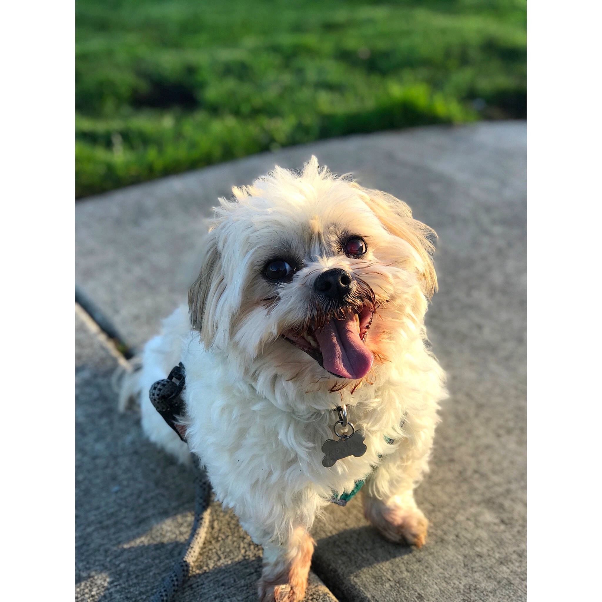 Keenei is registered to the contest to win money with this photo: canidae, carnivore, cavachon, chinese_imperial_dog, companion_dog, dog, dog_breed, dog_walking, lhasa_apso, mal_shi, maltepoo, maltese, mammal, morkie, petit_basset_griffon_vendeen, puppy, shih_tzu, snout, toy_dog, vertebrate