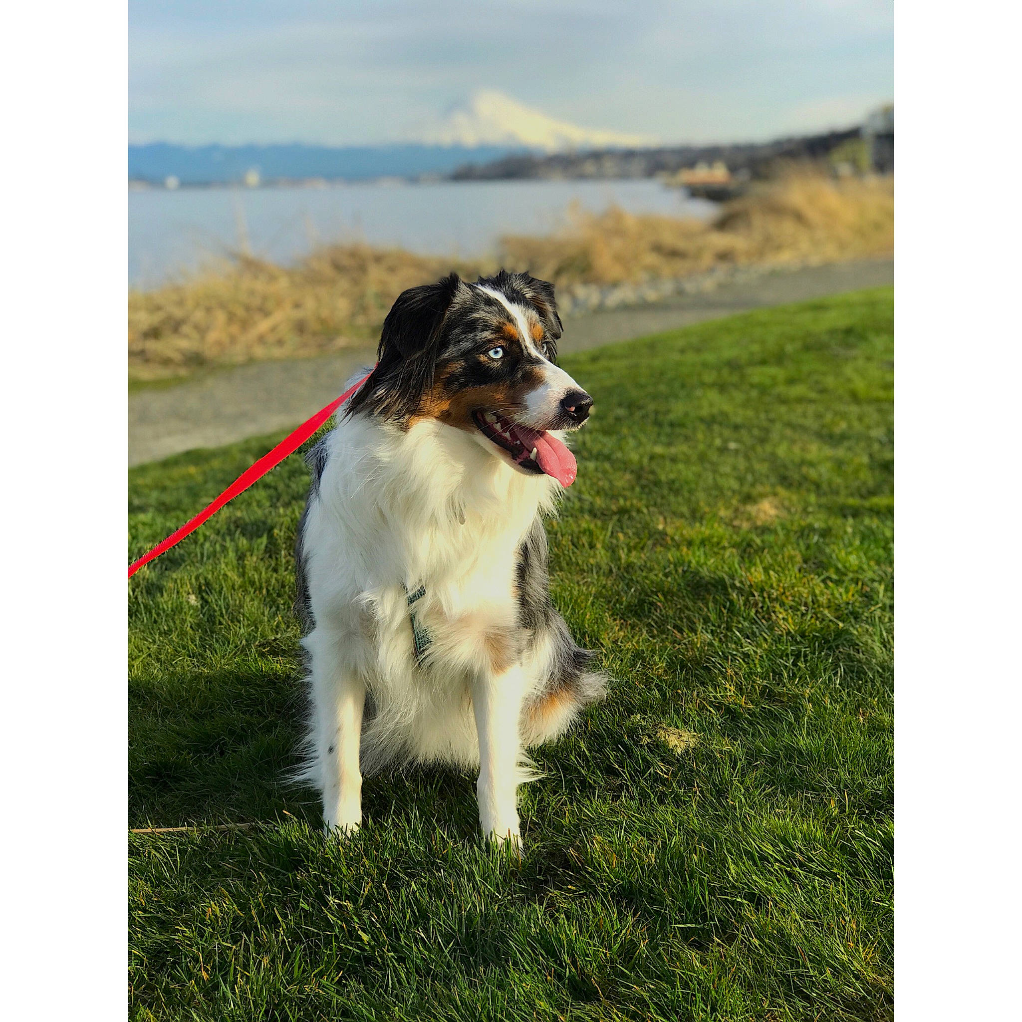 Lexie joined the competition — help win amazing prizes! australian_shepherd, border_collie, canidae, carnivore, companion_dog, dog, dog_breed, english_shepherd, mammal, miniature_australian_shepherd, rare_breed_dog, shetland_sheepdog, sporting_group, tornjak, working_dog