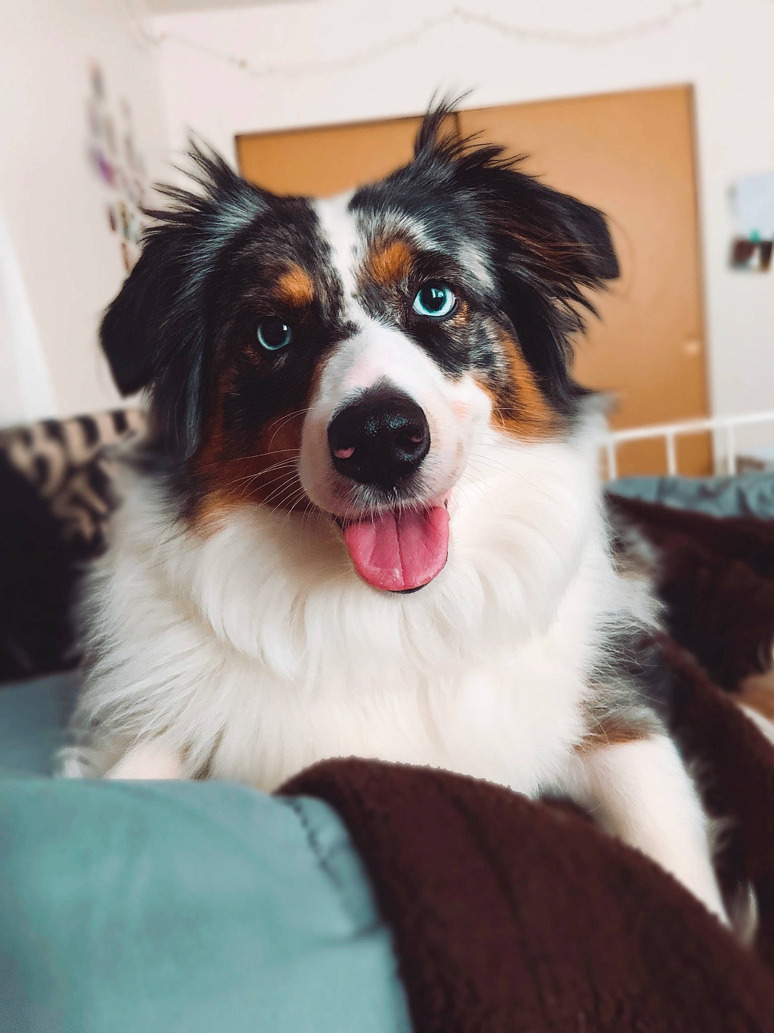 Lexie joined the competition — help win amazing prizes! australian_collie, australian_shepherd, bernese_mountain_dog, border_collie, canidae, carnivore, companion_dog, dog, dog_breed, english_shepherd, mammal, miniature_australian_shepherd, puppy, rare_breed_dog, snout, sporting_group, vertebrate, welsh_sheepdog, working_dog