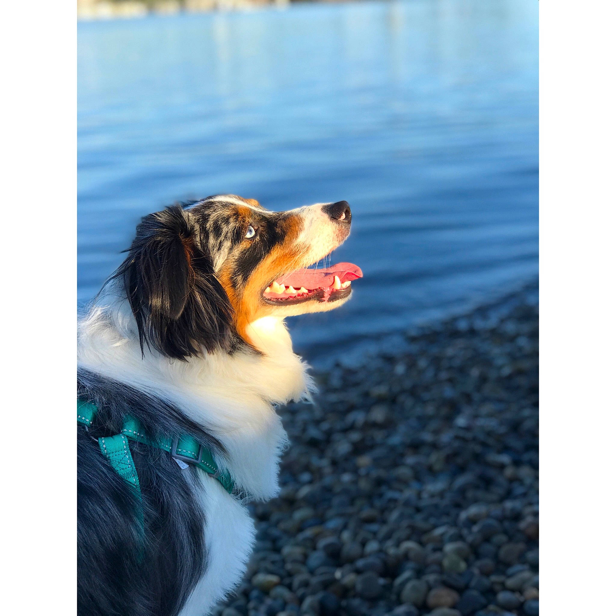 Lexie joined the competition — help win amazing prizes! australian_shepherd, bernese_mountain_dog, canidae, carnivore, companion_dog, dog, dog_breed, english_shepherd, mammal, snout, sporting_group, vertebrate, working_dog