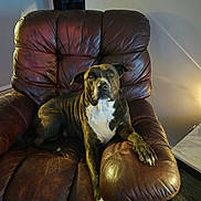 Gus is registered to the contest to win money with this photo: dog, brindle, leather_chair, indoor, pet, animal, relaxed, furniture, paw, brown, white_marking, snout, ears, floor, table, lighting, home, comfort, looking_up, resting