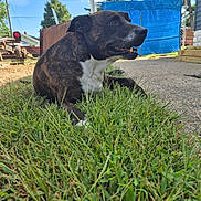 Gus is registered to the contest to win money with this photo: blue_sky, brindle, canine, daytime, dog, ears, fence, grass, happy, mouth_open, nature, outdoor, pet, residential, sidewalk, sunlight, tarp, tree, white_fur, yard