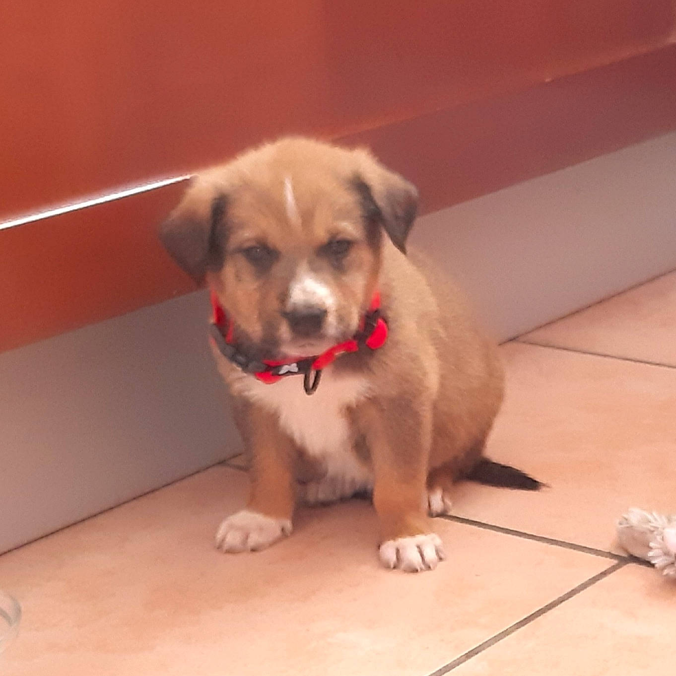 Django a rejoint le concours — aidez-le/la à gagner de superbes lots ! ancient_dog_breeds, carnivore, companion_dog, dog, dog_breed, floor, flooring, fur, hardwood, paw, service, tail, terrestrial_animal, whiskers, wood, wood_flooring, working_animal