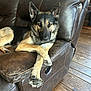dog, german_shepherd, couch, leather, brown, wood_floor, relaxed, pet, indoor, crossed_legs, animal, canine, fur, ears, paw, home, living_room, resting, comfort, furniture