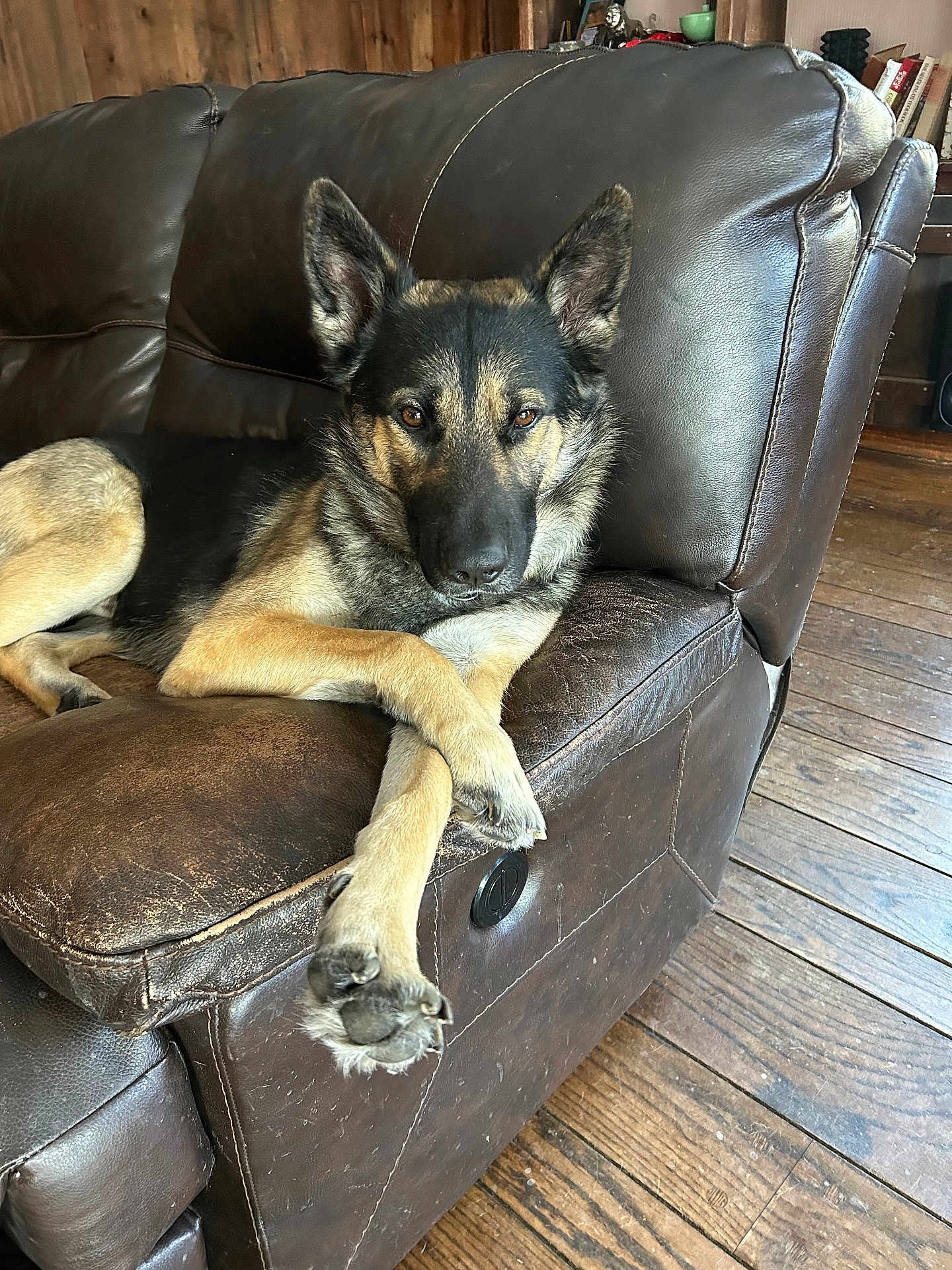 Ninja joined the competition — help win amazing prizes! dog, german_shepherd, couch, leather, brown, wood_floor, relaxed, pet, indoor, crossed_legs, animal, canine, fur, ears, paw, home, living_room, resting, comfort, furniture