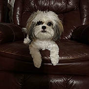 Luna joined the competition — help win amazing prizes! dog, shih_tzu, pet, small_dog, white_fur, brown_fur, leather_chair, armchair, indoor, living_room, portrait, fluffy, front_paws, sitting, looking_at_camera, cute, closeup, furniture, curtain, cozy