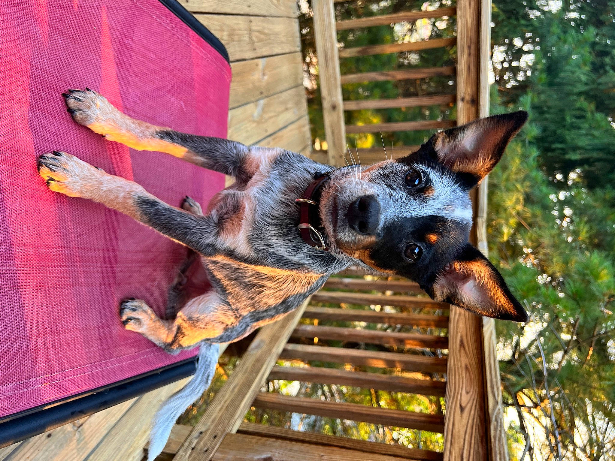 Zoe joined the competition — help win amazing prizes! art, canidae, carnivore, dobermann, dog, dog_breed, event, fawn, guard_dog, metal, pinscher, plant, sculpture, snout, sporting_group, tree, window, wood, working_animal, working_dog