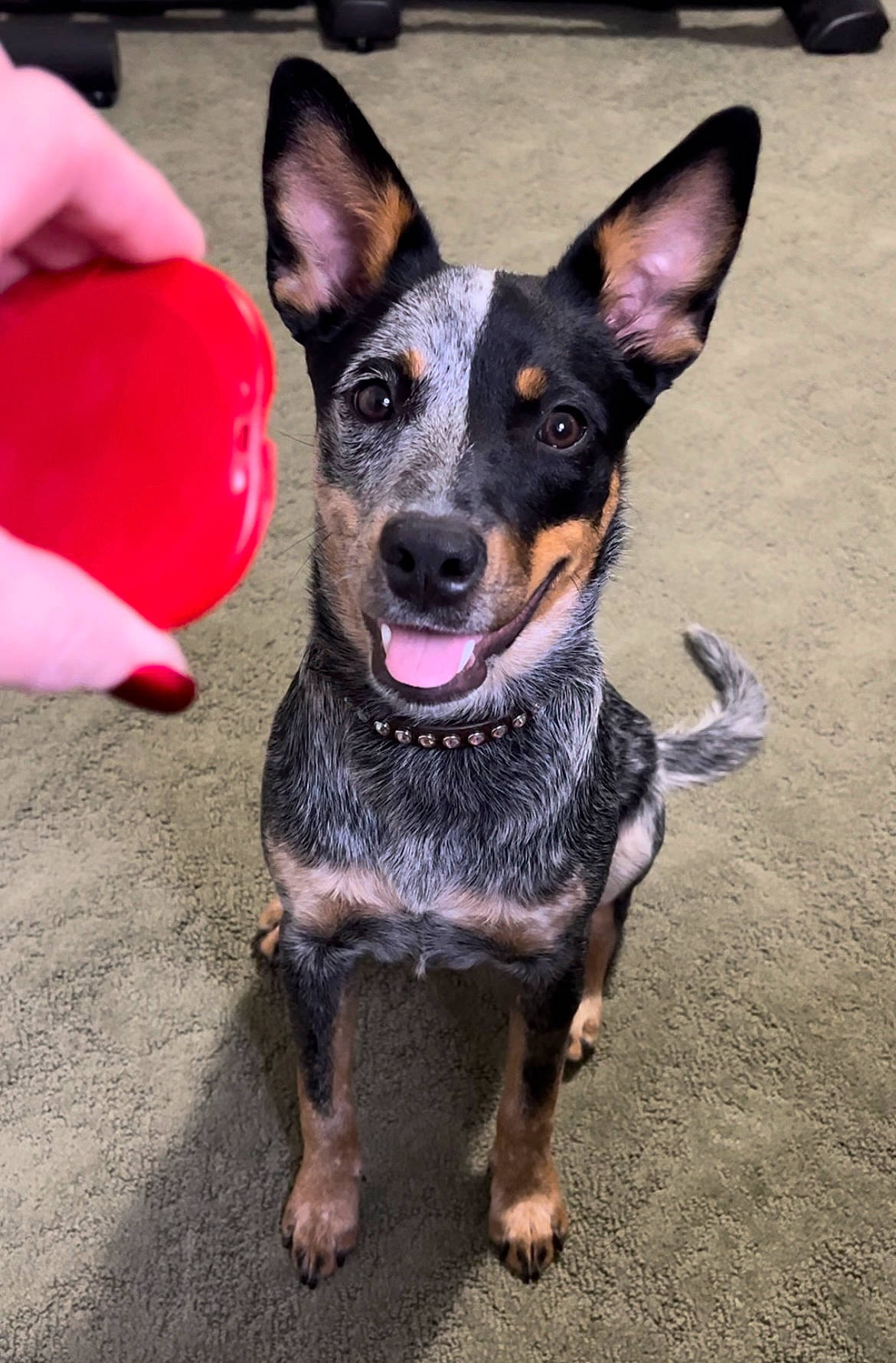 Zoe is registered to the contest to win money with this photo: balloon, canidae, carmine, carnivore, companion_dog, dog, dog_breed, dog_supply, fawn, guard_dog, paw, petal, pinscher, prazsky_krysarik, snout, sporting_group, toy_dog, working_animal, working_dog