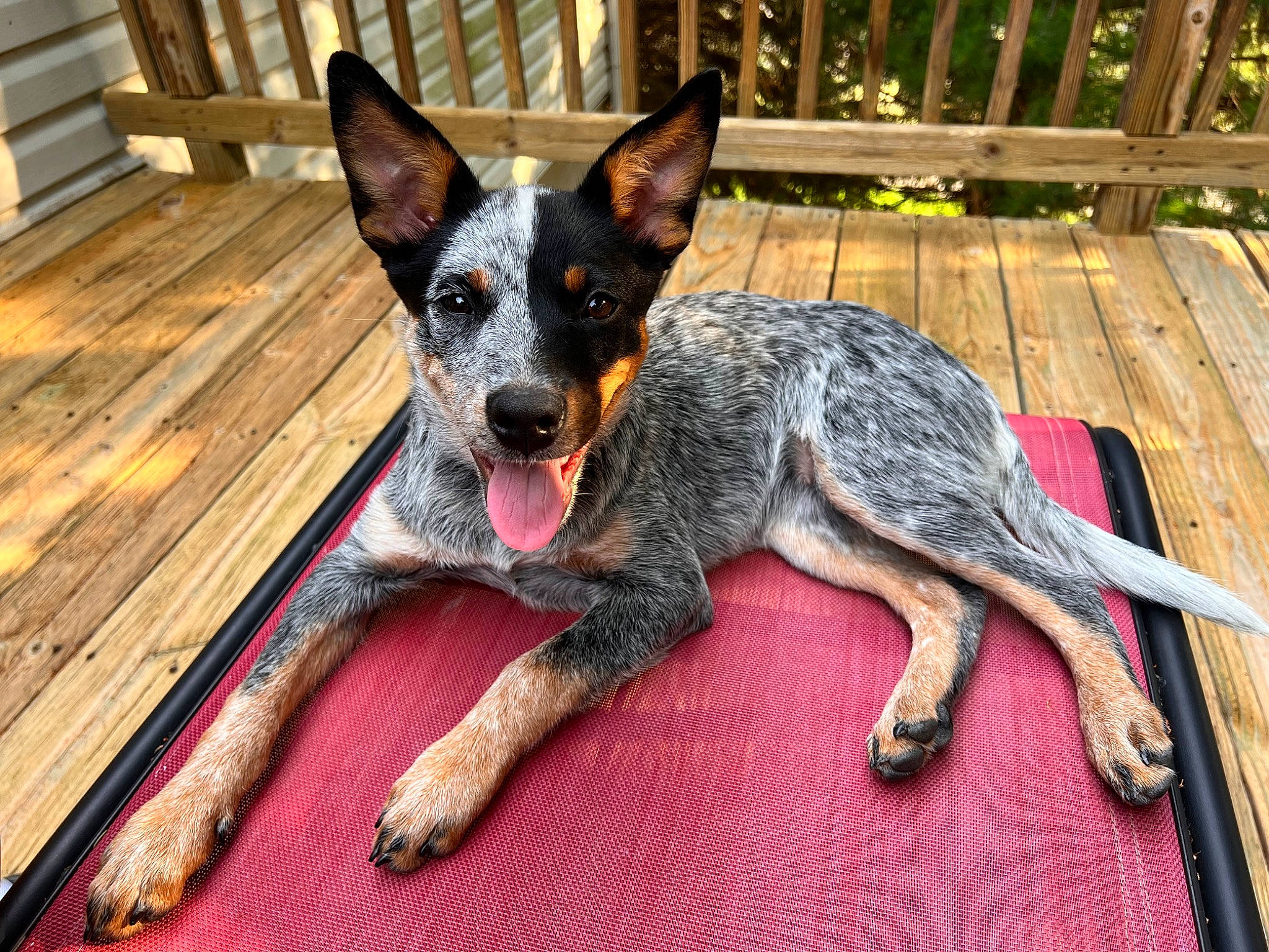 Zoe joined the competition — help win amazing prizes! australian_cattle_dog, australian_stumpy_tail_cattle_dog, biting, canidae, carnivore, collar, companion_dog, dog, dog_breed, dog_supply, fawn, hardwood, herding_dog, plant, snout, sporting_group, terrestrial_animal, wood, working_animal, working_dog