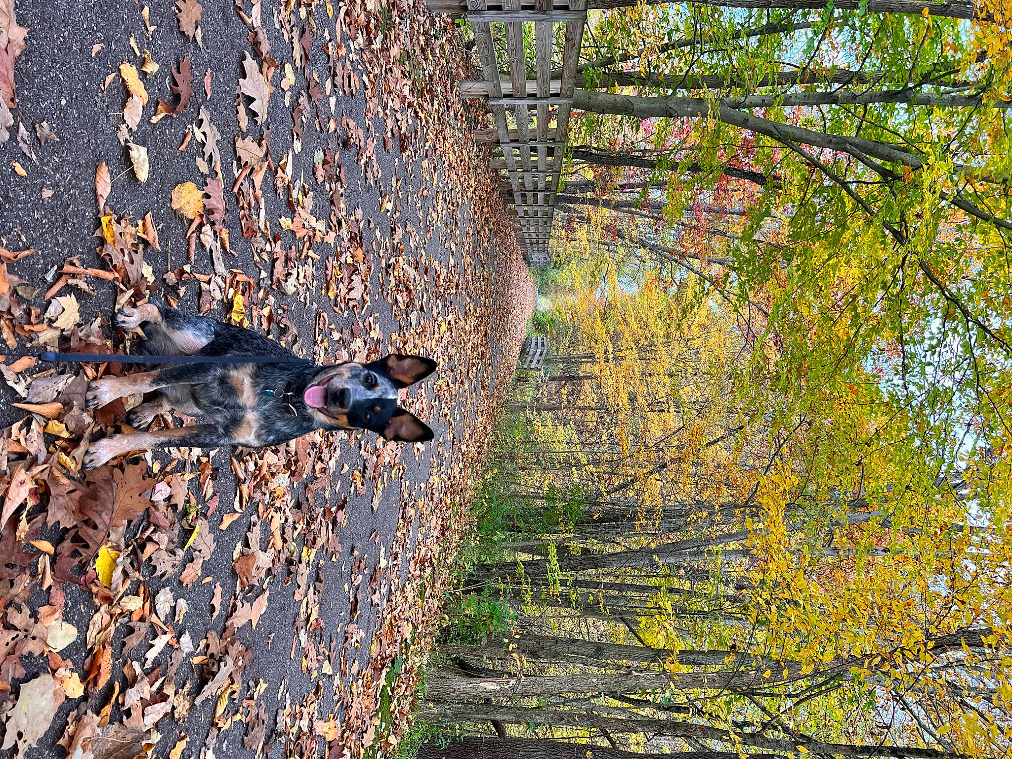 Zoe is registered to the contest to win money with this photo: branch, deciduous, forest, grass, landscape, leisure, natural_landscape, people_in_nature, plant, recreation, soil, temperate_broadleaf_and_mixed_forest, tints_and_shades, tree, trunk, twig, water, wood, woodland, woody_plant