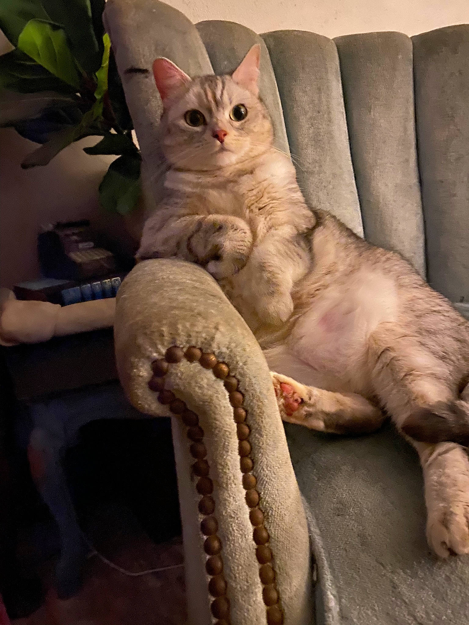 Finny joined the competition — help win amazing prizes! carnivore, cat, claw, comfort, couch, domestic_short_haired_cat, fawn, felidae, foot, fur, human_leg, linens, paw, plant, sitting, small_to_medium_sized_cats, snout, tail, terrestrial_animal, whiskers