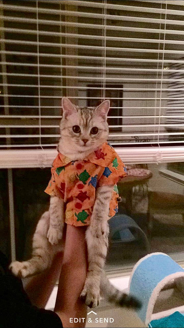 Finny is registered to the contest to win money with this photo: animal_shelter, bed, cage, carnivore, cat, comfort, domestic_short_haired_cat, fawn, felidae, fur, mammal, pet_supply, room, sitting, small_to_medium_sized_cats, tail, textile, vertebrate, whiskers, window_covering