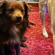 Cupcake joined the competition — help win amazing prizes! dog, brown_dog, small_dog, indoor, carpet, red_carpet, pet, animal, furry, fluffy, white_chest, legs, blurred_background, cozy, floor, domestic_animal, companion, cute, canine, house