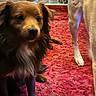 dog, brown_dog, small_dog, indoor, carpet, red_carpet, pet, animal, furry, fluffy, white_chest, legs, blurred_background, cozy, floor, domestic_animal, companion, cute, canine, house