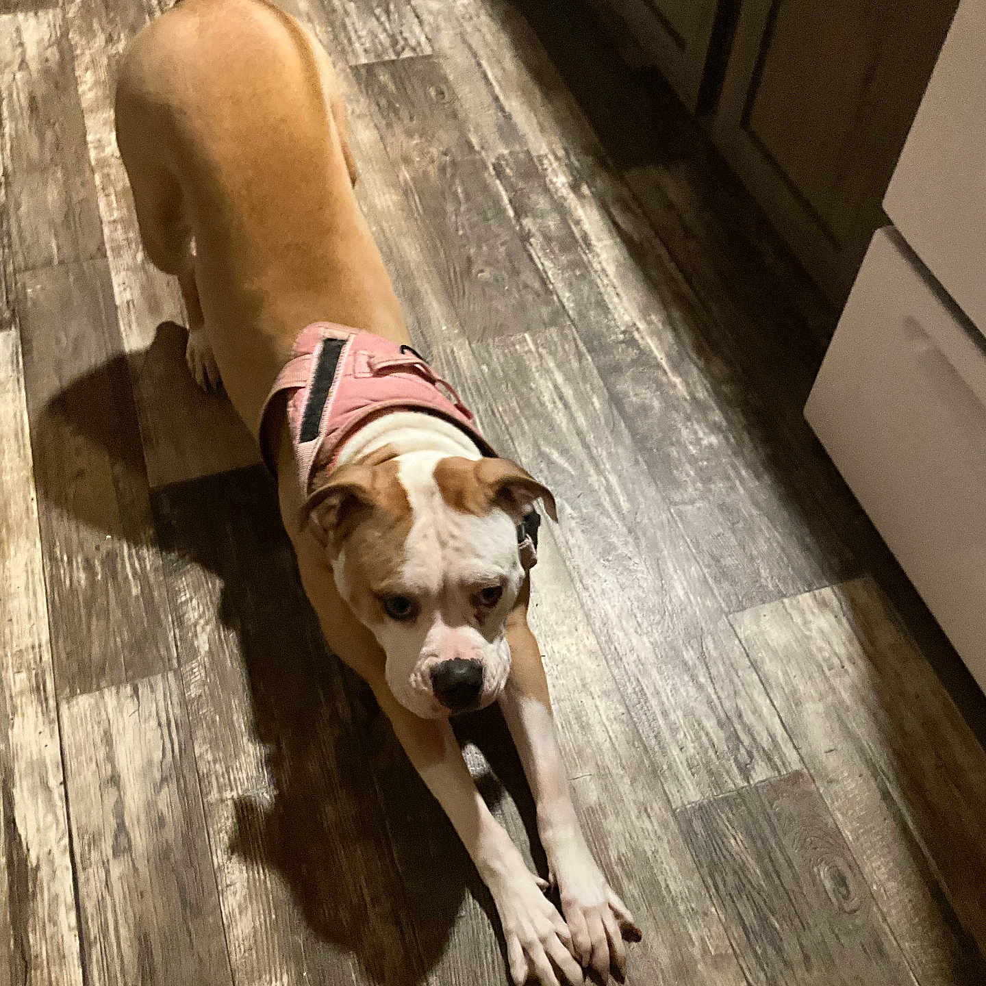 Daisy joined the competition — help win amazing prizes! animal, brown, canine, dog, domestic, ears, flooring, fur, household, indoor, kitchen, legs, looking, pet, pink_harness, shadow, snout, stretching, white, wooden_floor