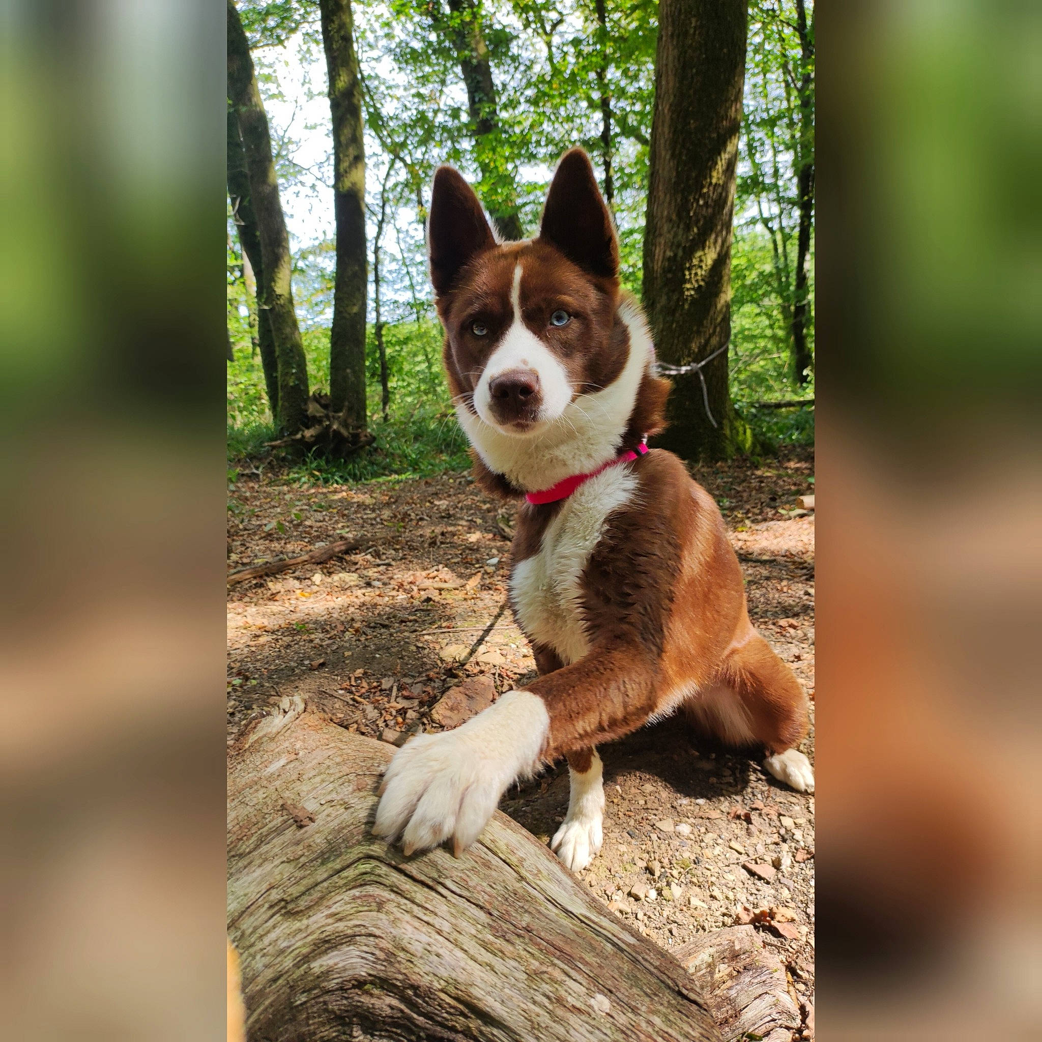 Ruby participe au concours pour gagner de l'argent avec cette photo : ancient_dog_breeds, carnivore, companion_dog, dog, dog_breed, forest, grass, herding_dog, natural_landscape, northern_hardwood_forest, plant, sporting_group, tail, terrestrial_plant, tree, trunk, walking, wood, working_animal, working_dog