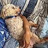dog, white_dog, curly_fur, sleeping, bed, blanket, person, arm, blue_collar, blue_shirt, resting, cozy, indoor, pet, cute, relaxed, fur, paw, comfort, nap