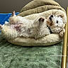 dog, pet_bed, fluffy, white, upside_down, relaxed, cozy, blanket, indoor, fur, paw, canine, bed, resting, animal, cute, soft, home, comfort, napping