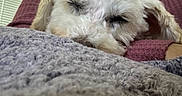 Pierre joined the competition — help win amazing prizes! dog, sleeping, white_dog, fluffy, blanket, knitted_blanket, purple_sweater, person, arm, indoor, window, blinds, cozy, resting, pet, closeup, cute, calm, relaxed, fur