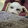 dog, sleeping, white_dog, fluffy, blanket, knitted_blanket, purple_sweater, person, arm, indoor, window, blinds, cozy, resting, pet, closeup, cute, calm, relaxed, fur