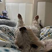 Pierre joined the competition — help win amazing prizes! dog, white_dog, bed, floral_bedspread, lying_down, paws_up, close_up, nose, fur, indoor, cozy, relaxed, pet, animal, sleepy, cute, bedroom, soft_light, blurred_background, resting