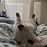dog, white_dog, bed, floral_bedspread, lying_down, paws_up, close_up, nose, fur, indoor, cozy, relaxed, pet, animal, sleepy, cute, bedroom, soft_light, blurred_background, resting