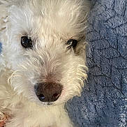 Pierre is registered to the contest to win money with this photo: animal, blanket, blue_blanket, close_up, companion, cozy, cute, cute_pet, dog, eyes, face, fluffy, fur, indoors, mammal, nose, pet, portrait, snuggle, white_dog