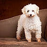 dog, white_dog, curly_fur, pet, animal, couch, brown_couch, indoor, portrait, pet_portrait, furry, cute, small_dog, looking_at_camera, warm_lighting, cozy, fur, domestic_animal, companion, standing