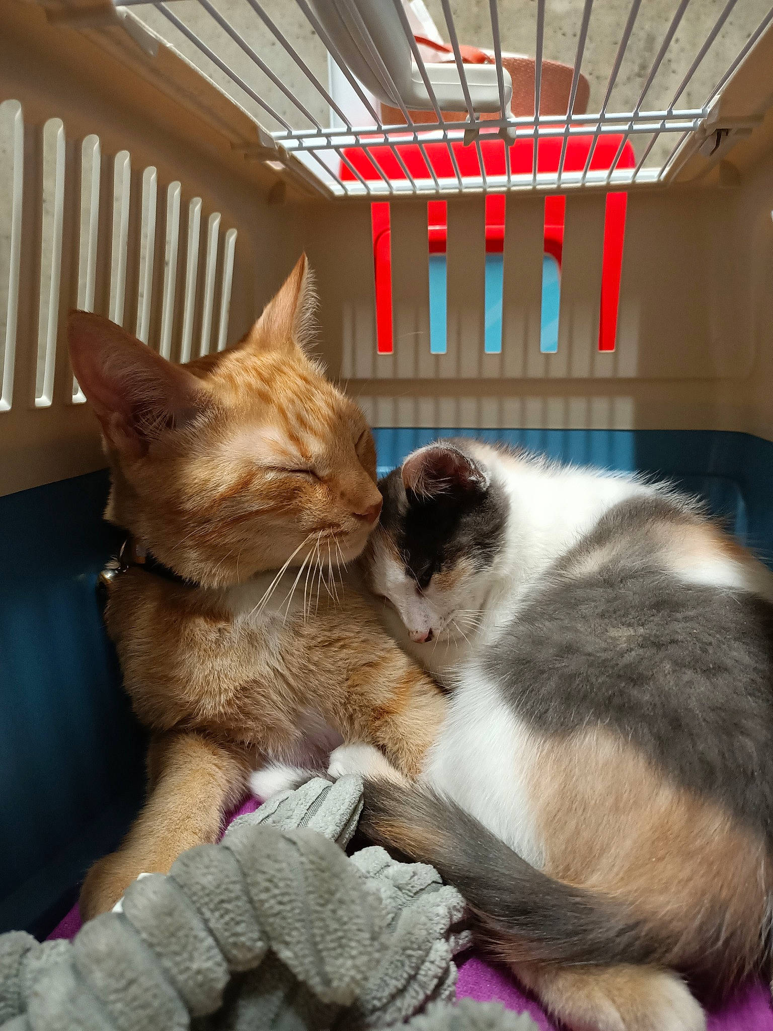 Poli a rejoint le concours — aidez-le/la à gagner de superbes lots ! aegean_cat, asian, carnivore, cat, domestic_short_haired_cat, european_shorthair, fawn, felidae, fur, german_rex, kitten, mammal, paw, polydactyl_cat, small_to_medium_sized_cats, whiskers