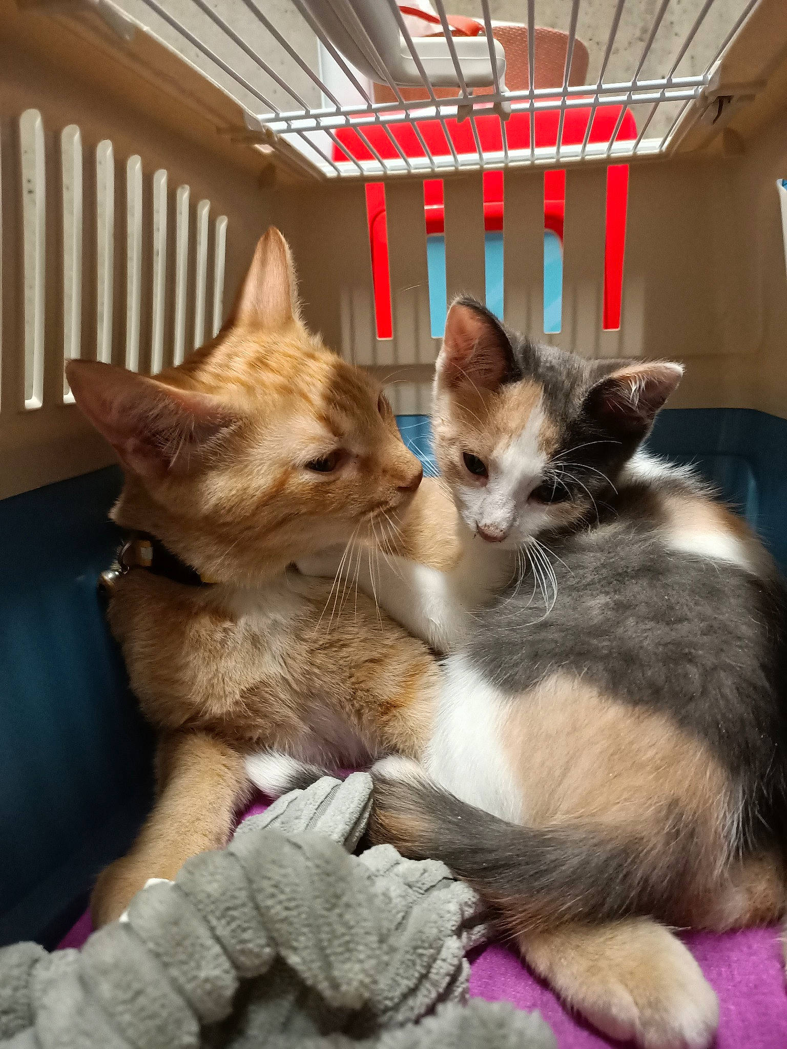 Poli a rejoint le concours — aidez-le/la à gagner de superbes lots ! aegean_cat, asian, carnivore, cat, domestic_short_haired_cat, european_shorthair, fawn, felidae, fur, german_rex, kitten, mammal, oriental_longhair, paw, polydactyl_cat, small_to_medium_sized_cats, tabby_cat, vertebrate, whiskers