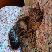 Binky is registered to the contest to win money with this photo: cat, tabby, pet, feline, indoor, bed, floral_pattern, collar, bell, relaxed, cute, animal, fur, whiskers, tail, paws, resting, home, comfort, closeup