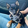 Balou a rejoint le concours — aidez-le/la à gagner de superbes lots ! puppy, dog, pet, harness, black_and_tan, car_interior, lap, person, jeans, seatbelt, cute, ears, fur, animal, companion, young, domestic_animal, comfort, indoor, portrait