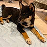 Balou a rejoint le concours — aidez-le/la à gagner de superbes lots ! puppy, dog, black_and_tan, indoor, quilted_mat, tile_floor, wooden_furniture, toy, pet, animal, young_dog, resting, cute, canine, fur, paw, ears, looking_away, home, cozy