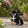 Balou